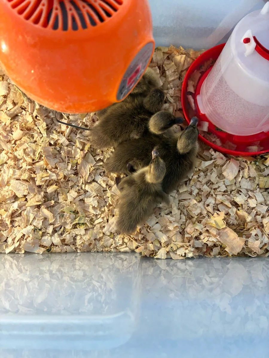 Ducklings - Image 1