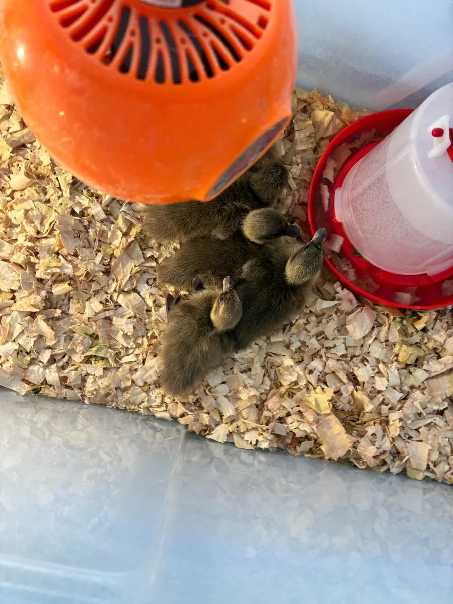 Ducklings - Image 2
