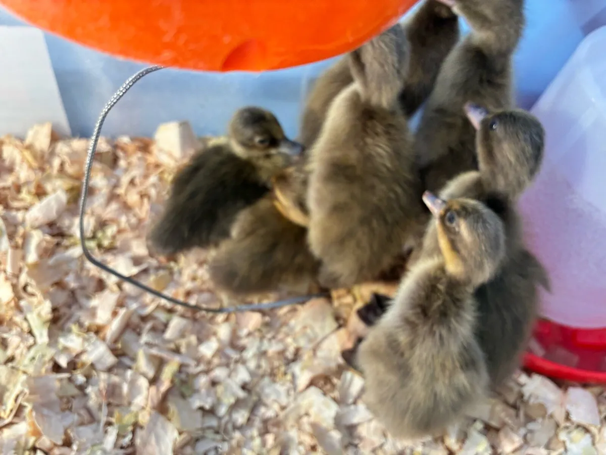 Ducklings - Image 3