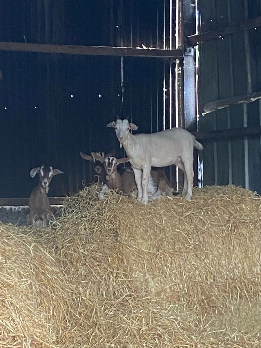 Kid goats - Image 1