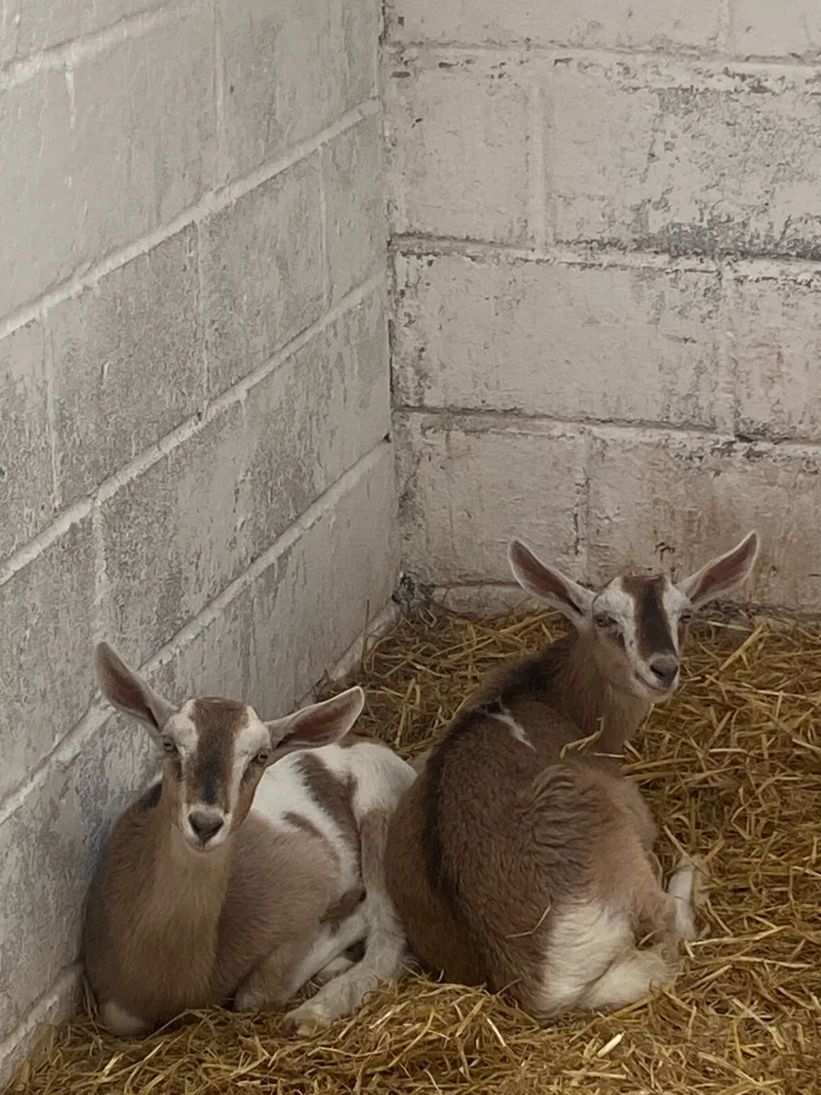 Kid goats - Image 2