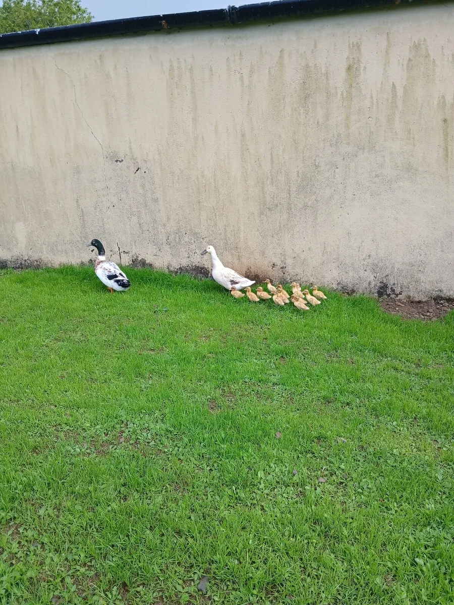 Welsh Harlequin duckings - Image 2