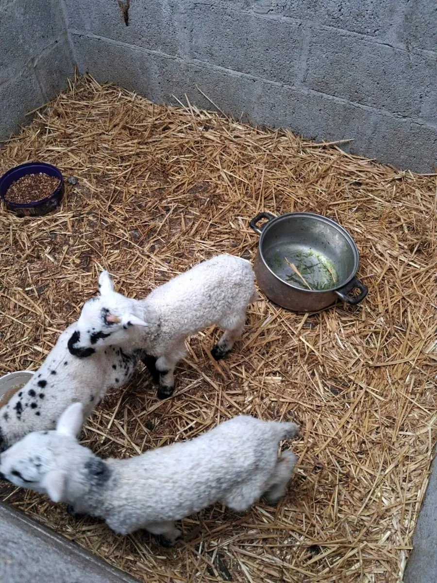 Baby pet lambs - Image 1