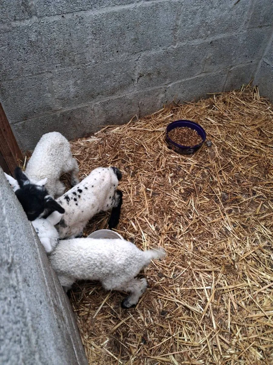 Baby pet lambs - Image 2