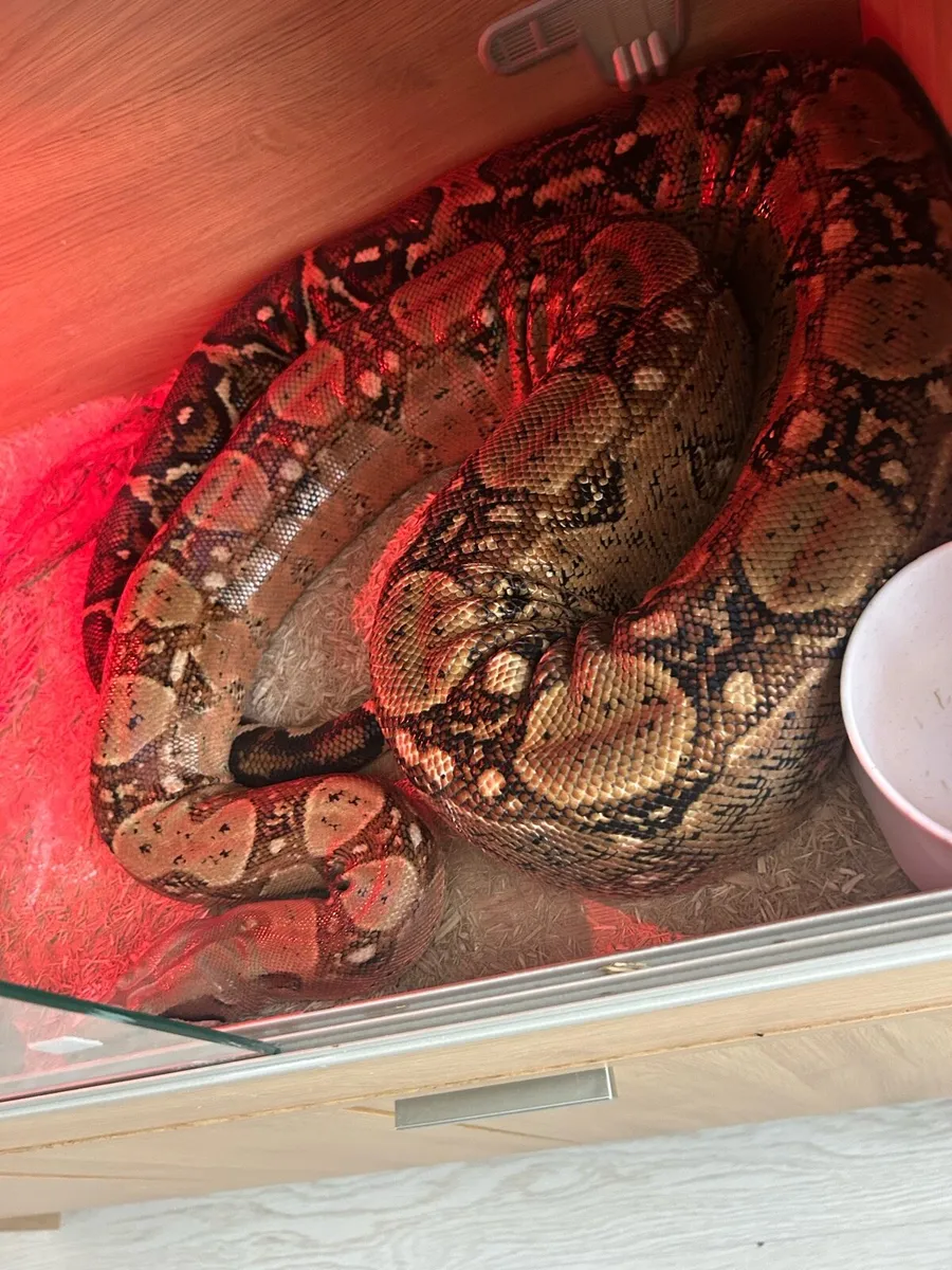 Boa Constrictor Snake - Image 1