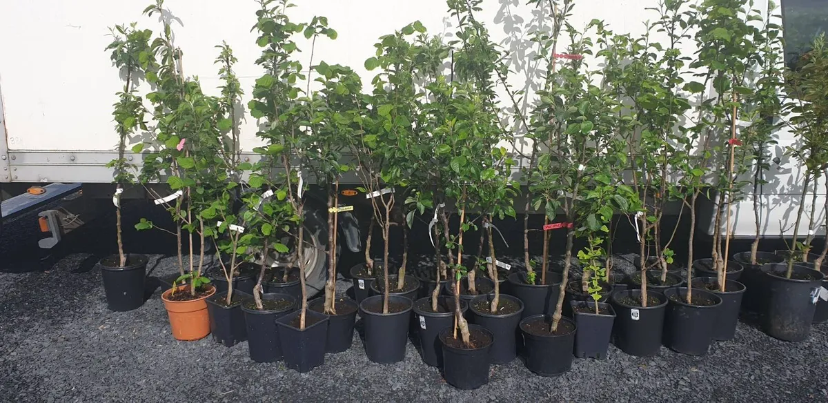 Grow your own foods, FRUIT TREES for sale. - Image 1
