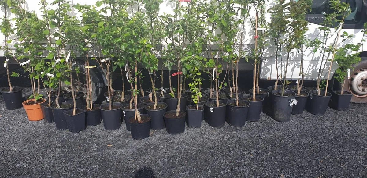 Grow your own foods, FRUIT TREES for sale. - Image 3