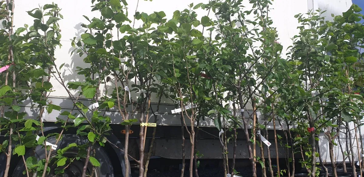 Grow your own foods, FRUIT TREES for sale. - Image 2