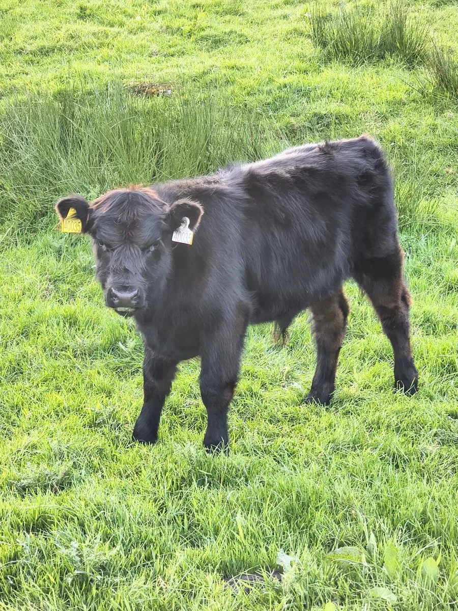 Highland Cattle - Image 2