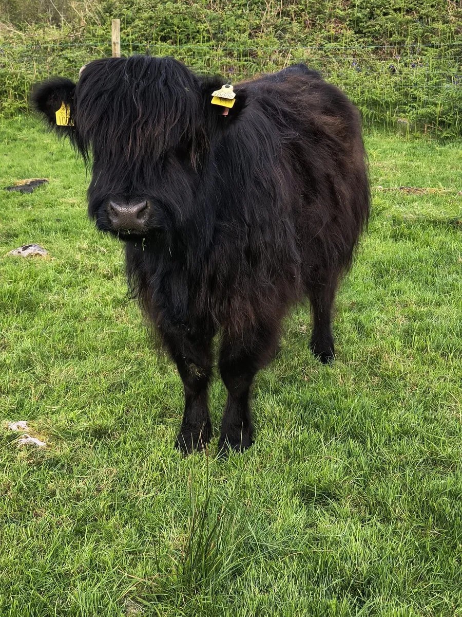 Highland Cattle - Image 3