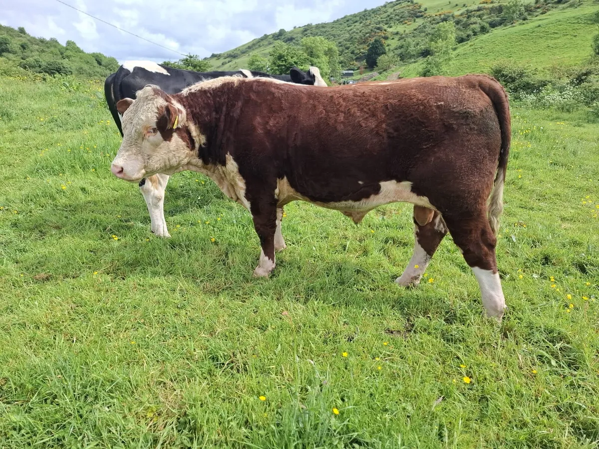 Pedigree Hereford Bull (Full Organic) - Image 2