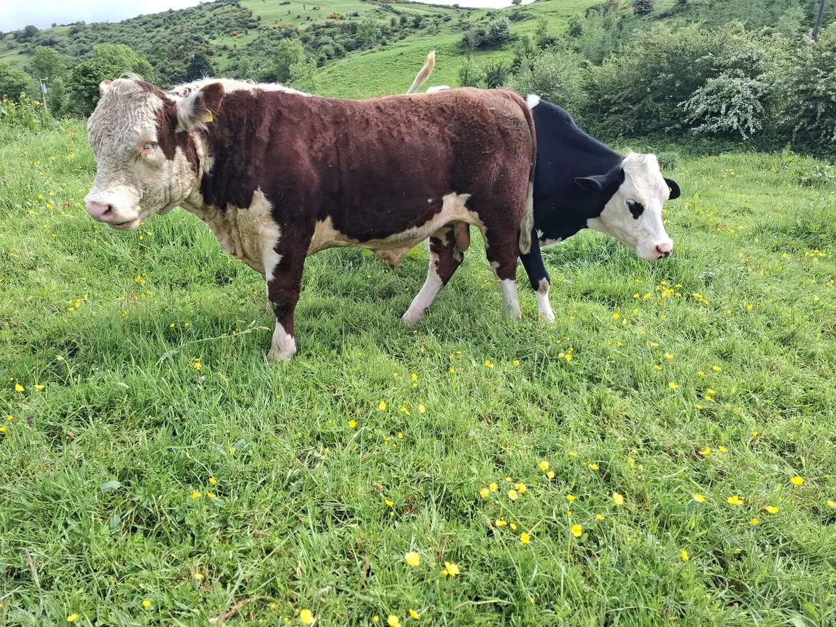 Pedigree Hereford Bull (Full Organic) - Image 3