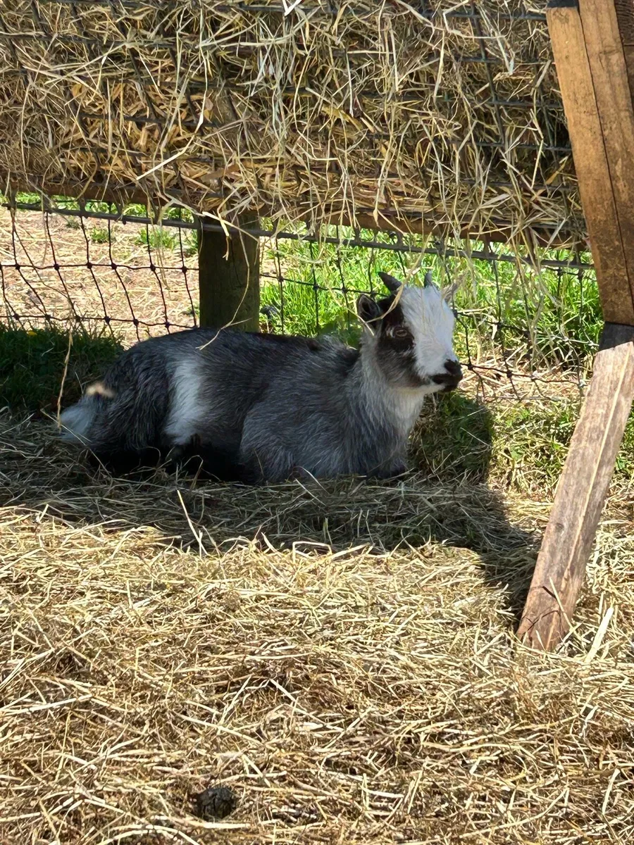 FEMALE Purebred Pygmy goat - Image 2