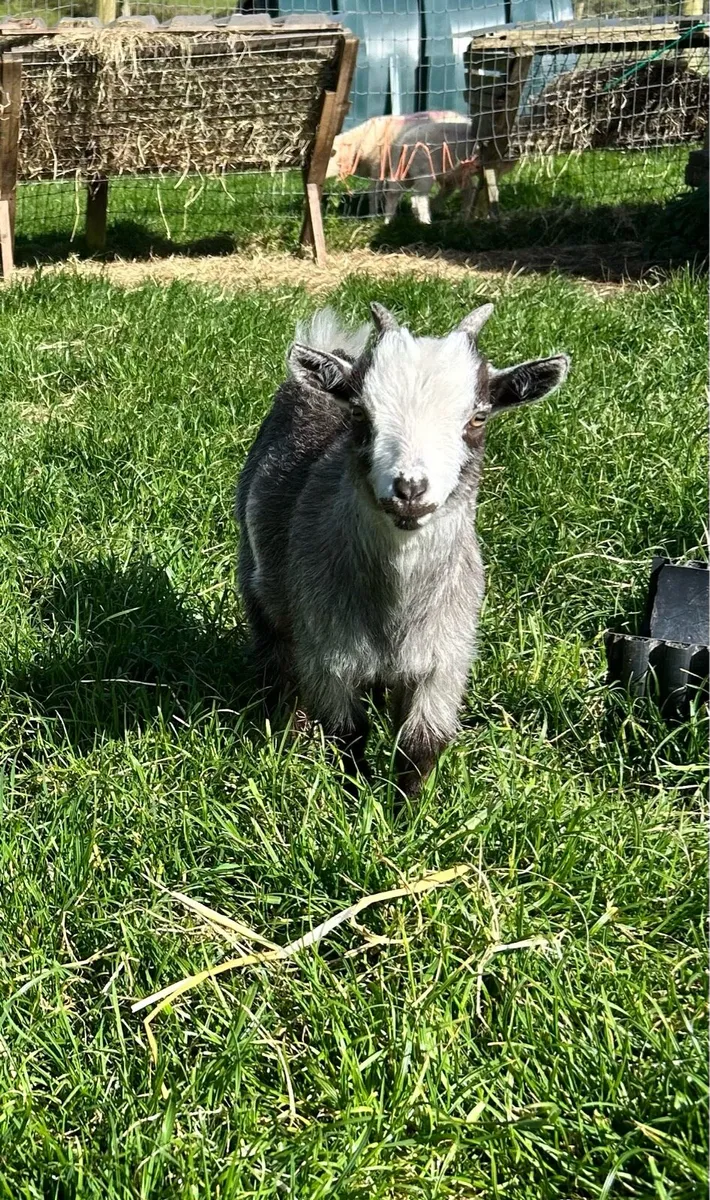 FEMALE Purebred Pygmy goat - Image 3