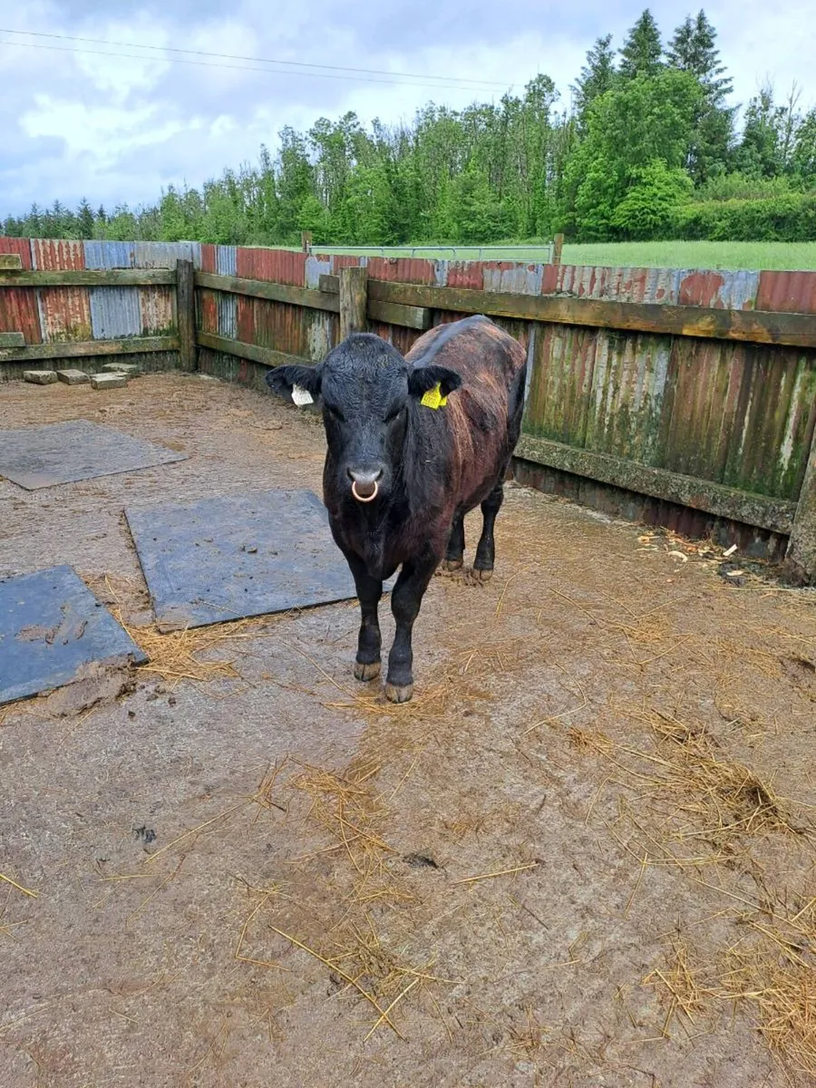 Bull - Image 2
