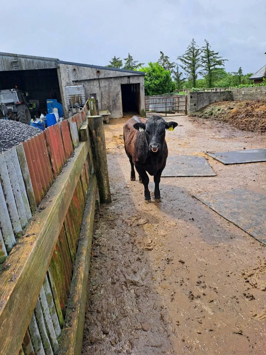 Bull - Image 3