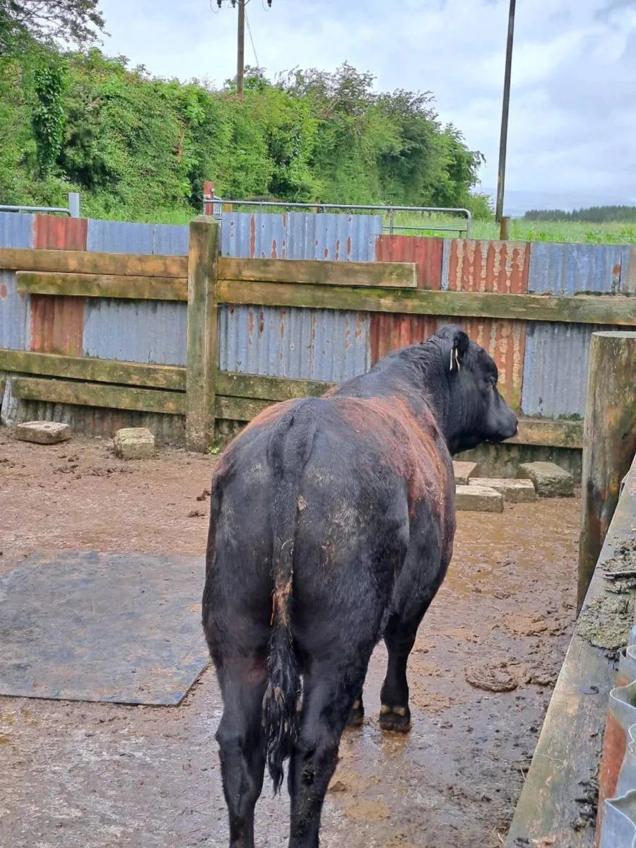 Bull - Image 4