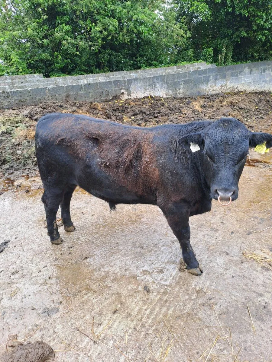 Bull - Image 1