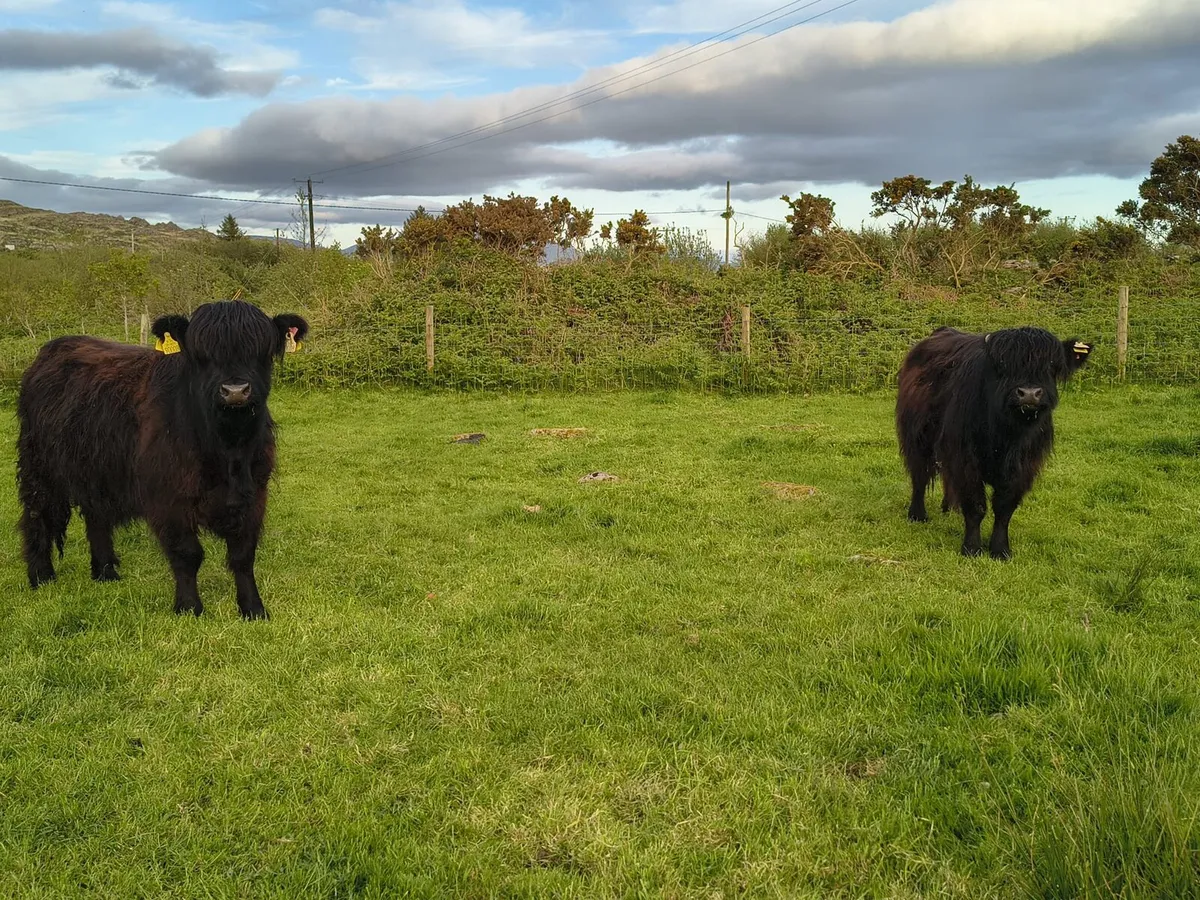 Highland Cattle - Image 4