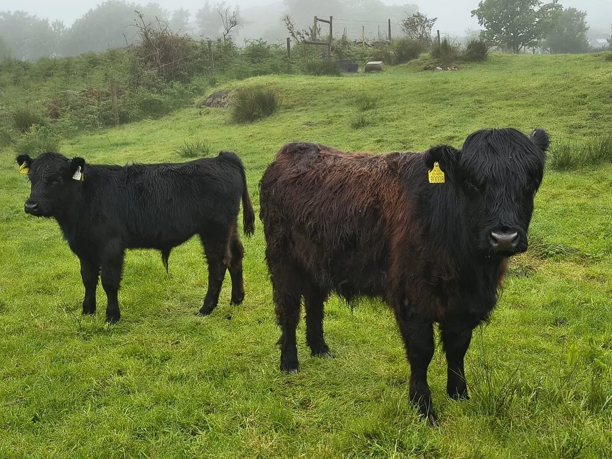 Highland Cattle - Image 1