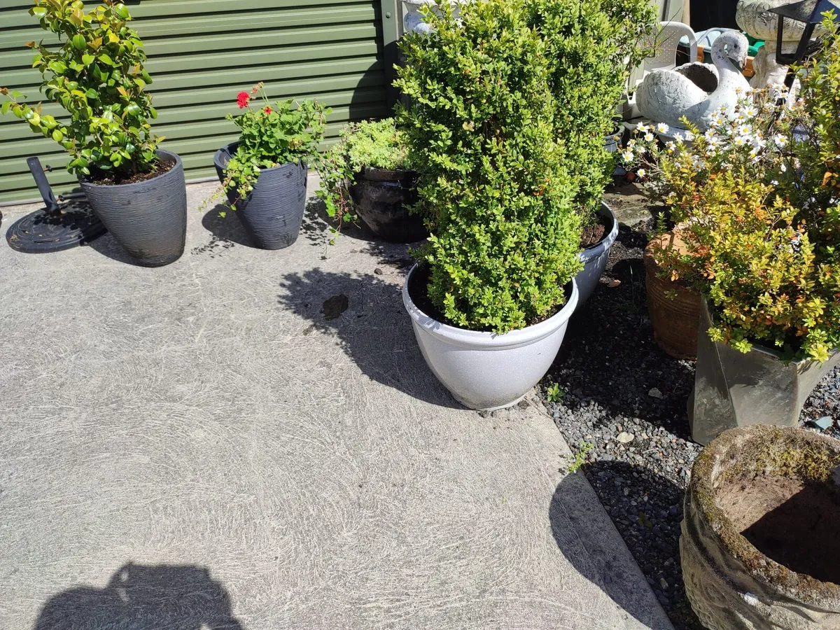 Garden Pots and Plants - Image 1
