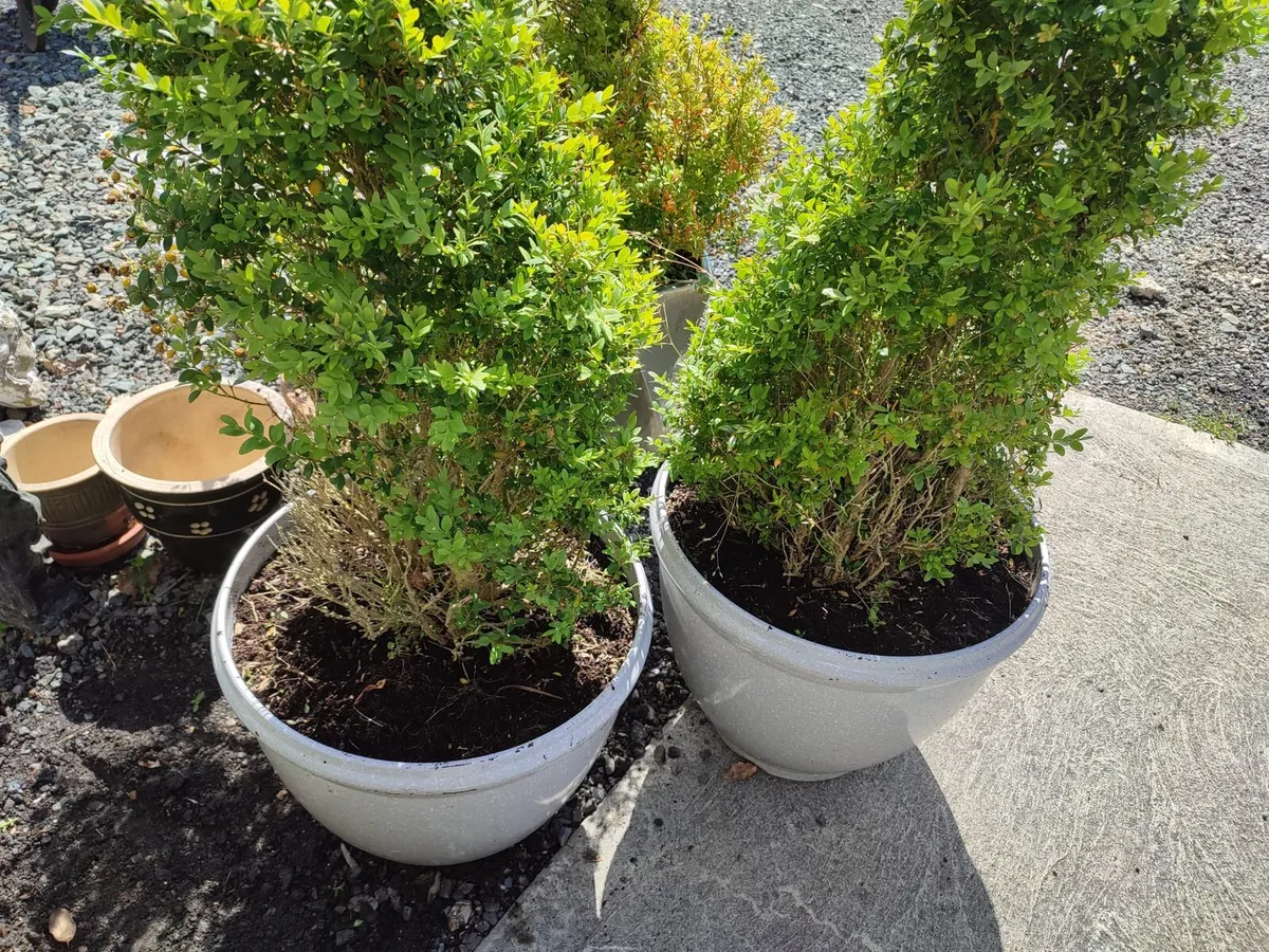 Garden Pots and Plants - Image 2