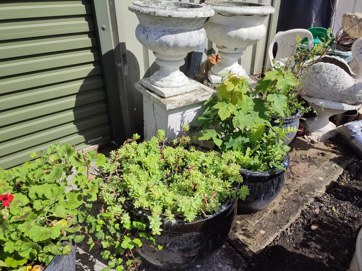 Garden Pots and Plants - Image 3