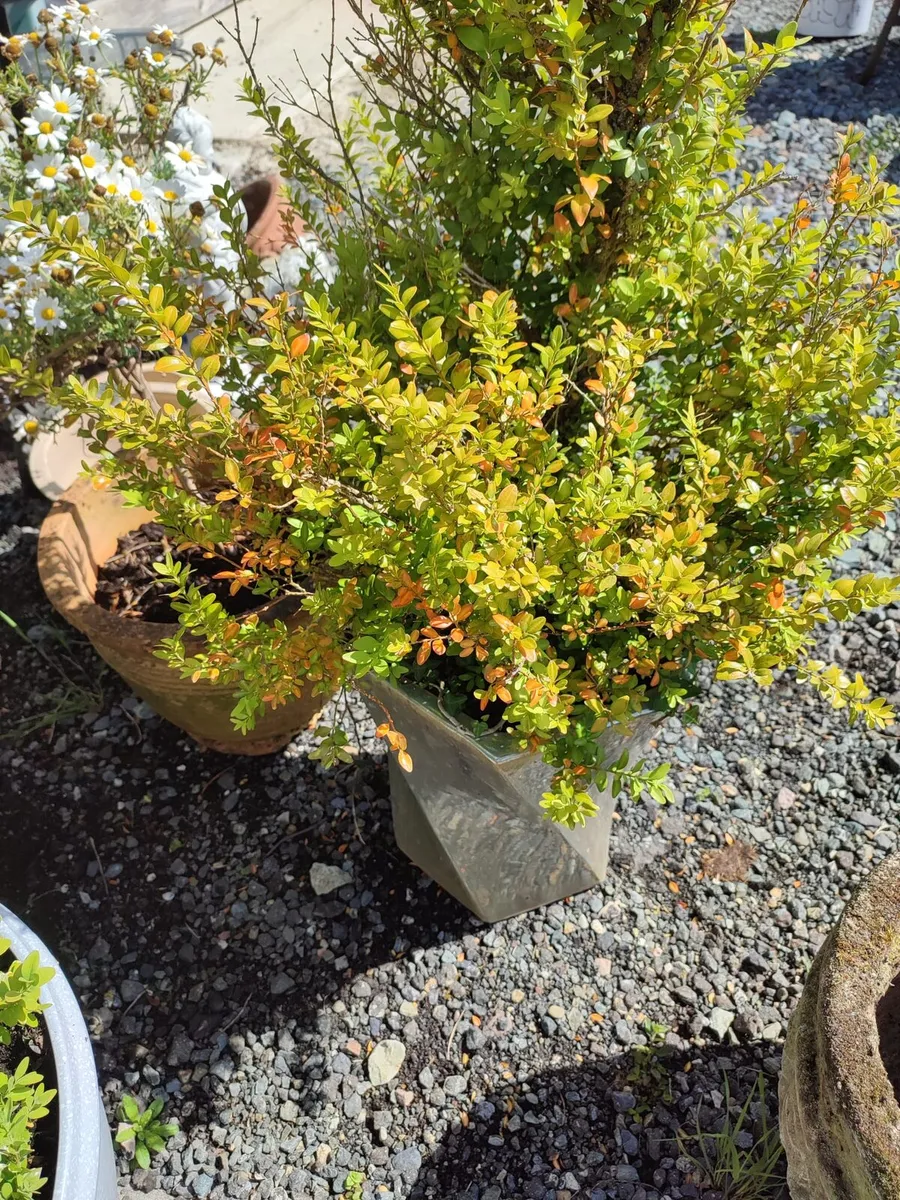 Garden Pots and Plants - Image 4