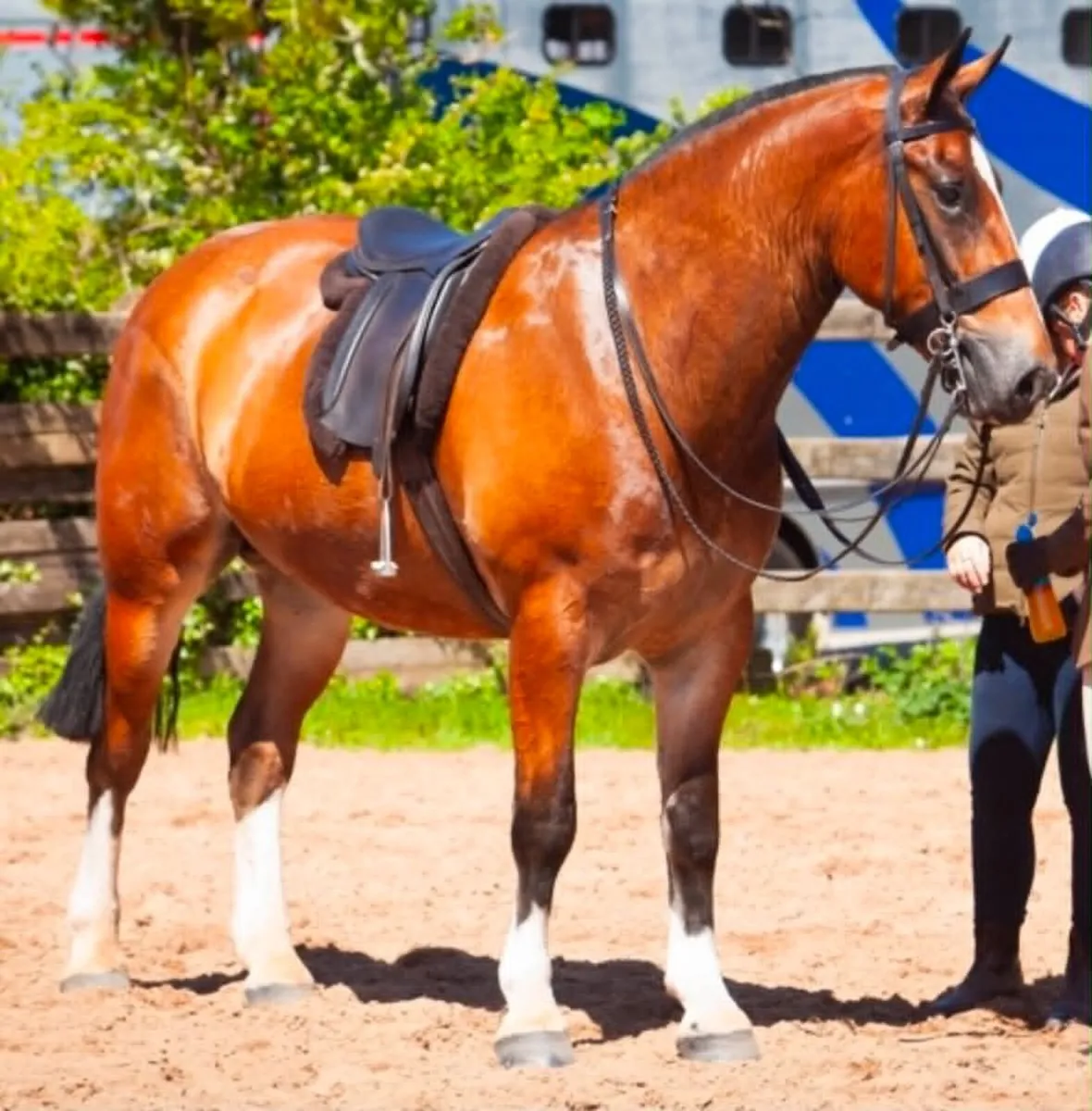 Novice Maxi Cob - Image 4