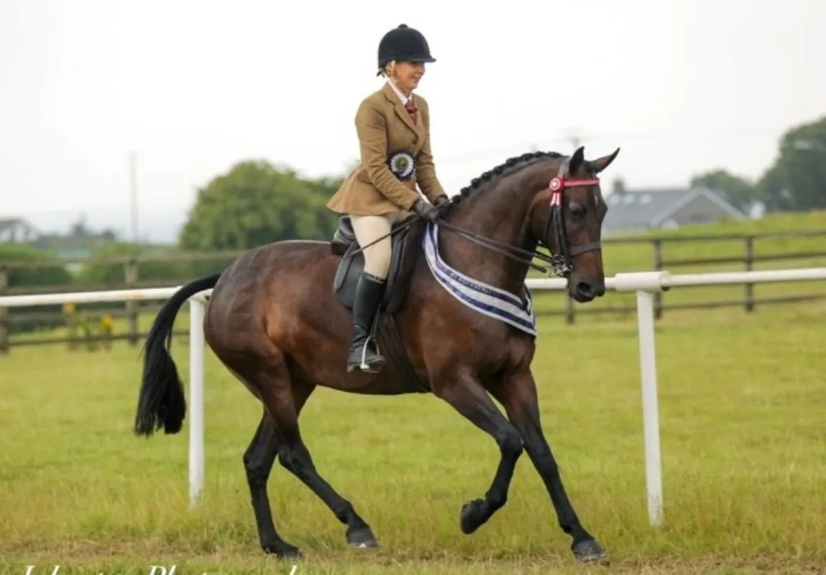 Small Riding Horse / Alrounder - Image 1