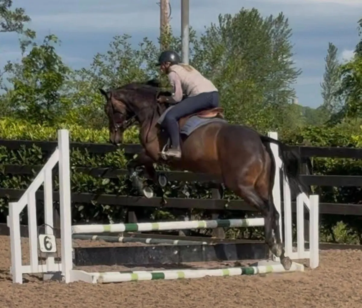 Small Riding Horse / Alrounder - Image 3