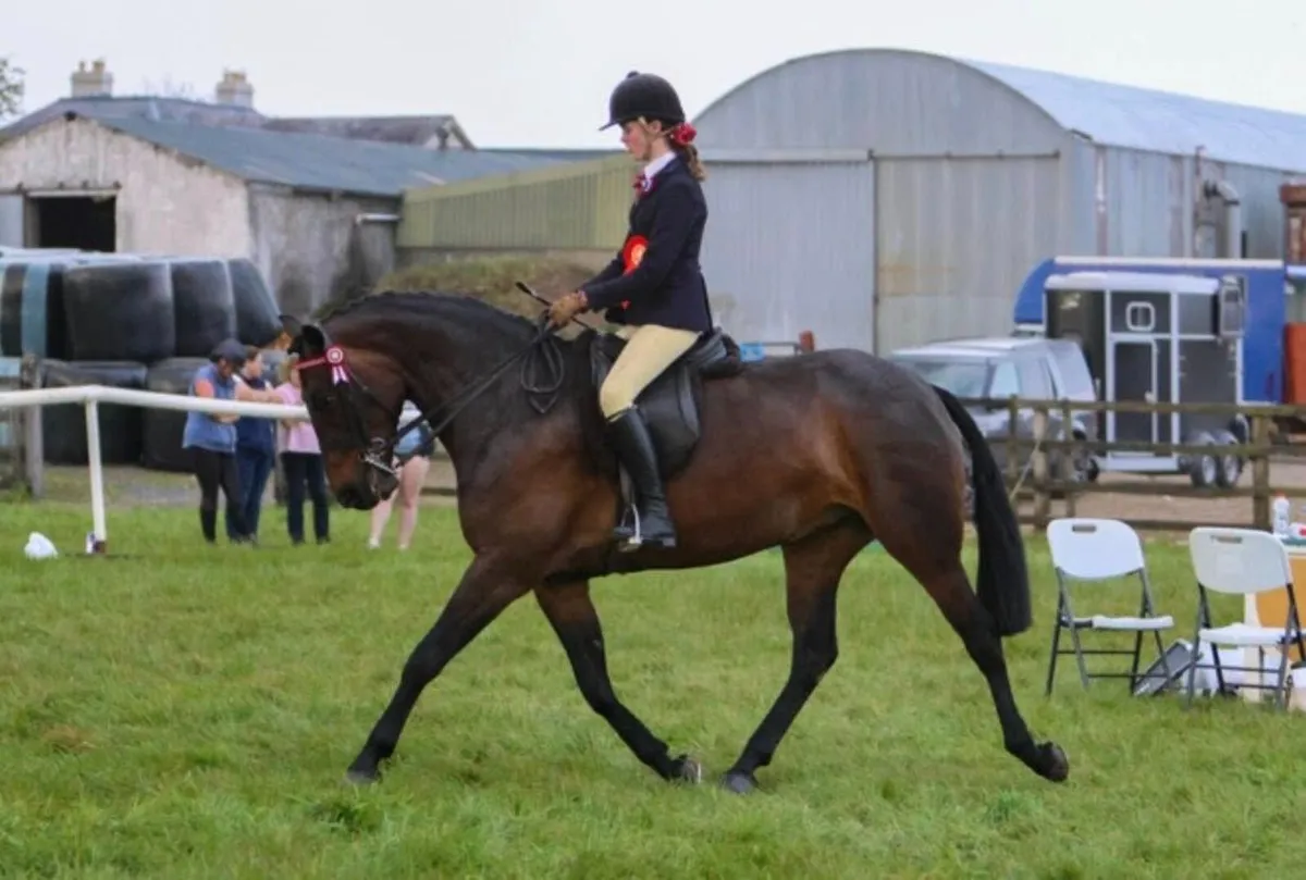 Small Riding Horse / Alrounder - Image 2
