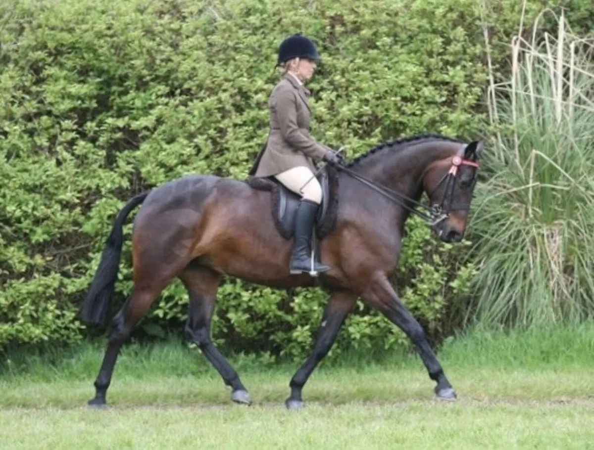 Small Riding Horse / Alrounder - Image 4