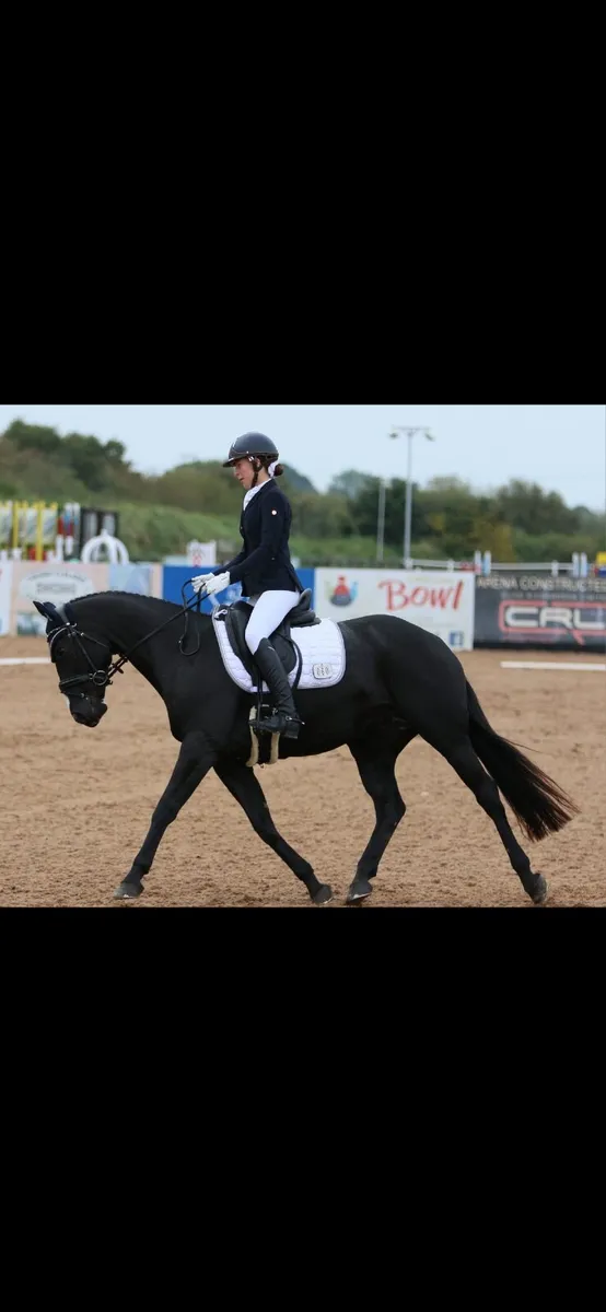 🌟 Proven Young Broodmare – Future Trend Mare 🌟 - Image 1