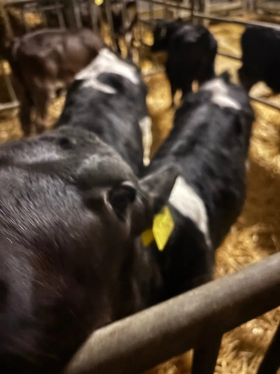 Calves - Image 2