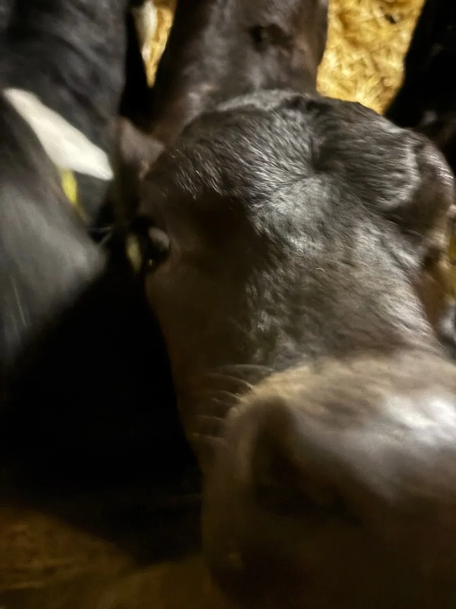 Calves - Image 1
