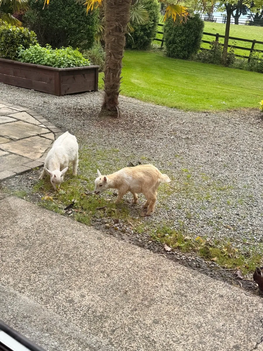 Pygmy goats - Image 3