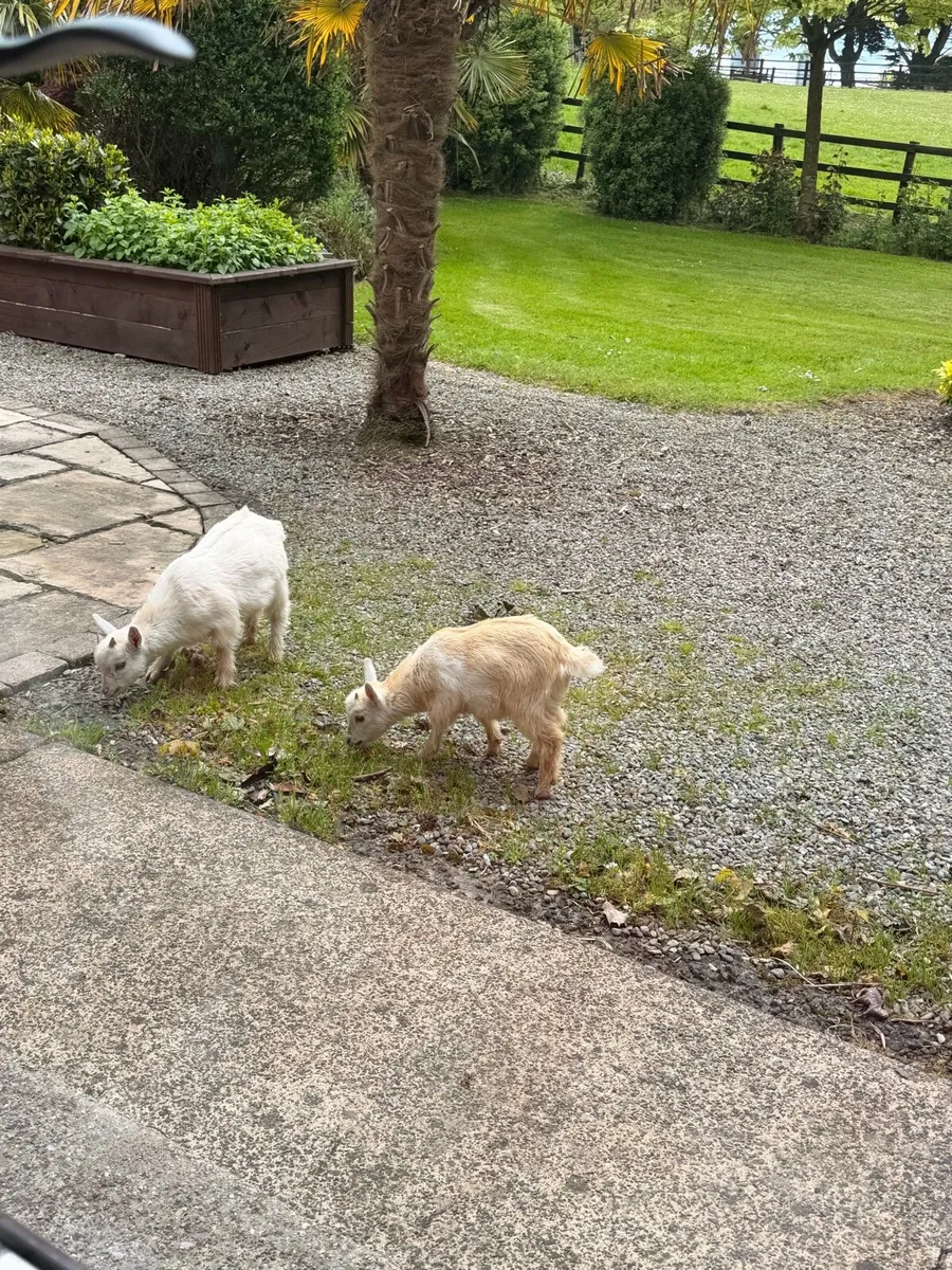 Pygmy goats - Image 4