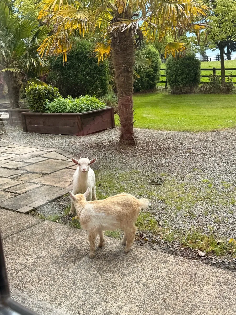 Pygmy goats - Image 1