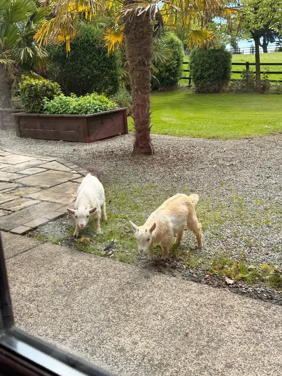 Pygmy goats - Image 2