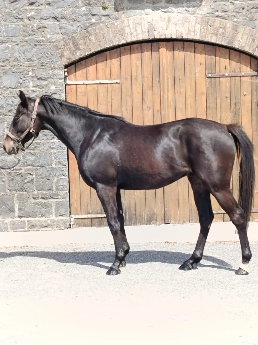 3yr Affinsea x Valirann - Image 1