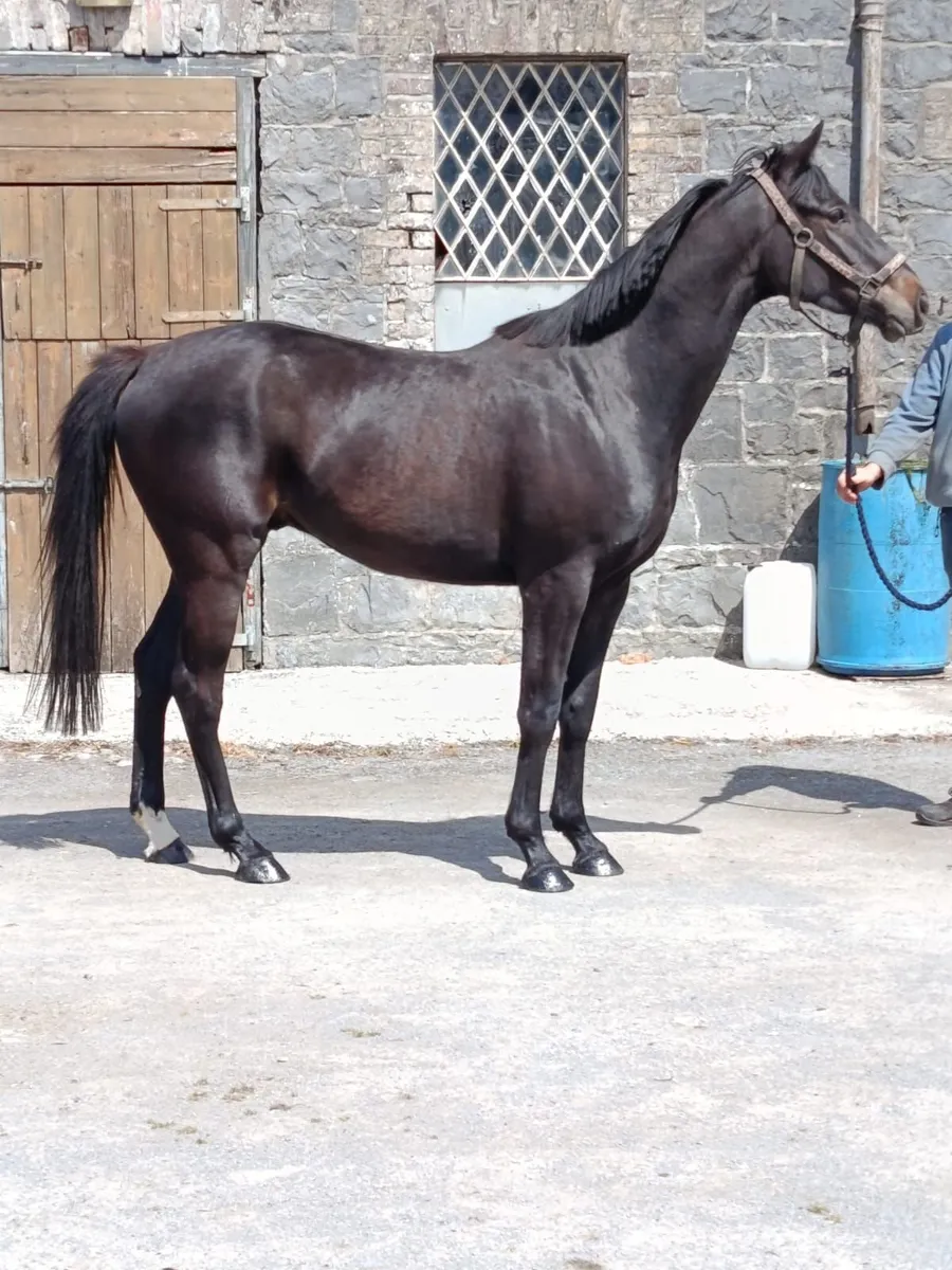 3yr Affinsea x Valirann - Image 4