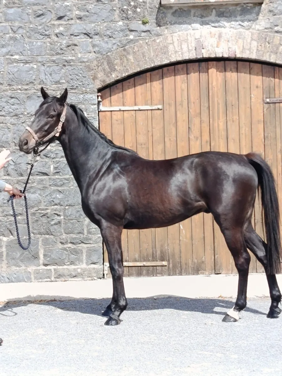 3yr Affinsea x Valirann - Image 2