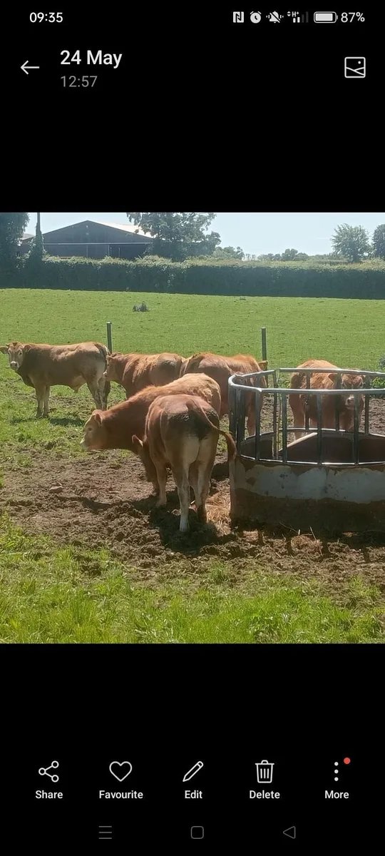 Limousin Bulls - Image 3