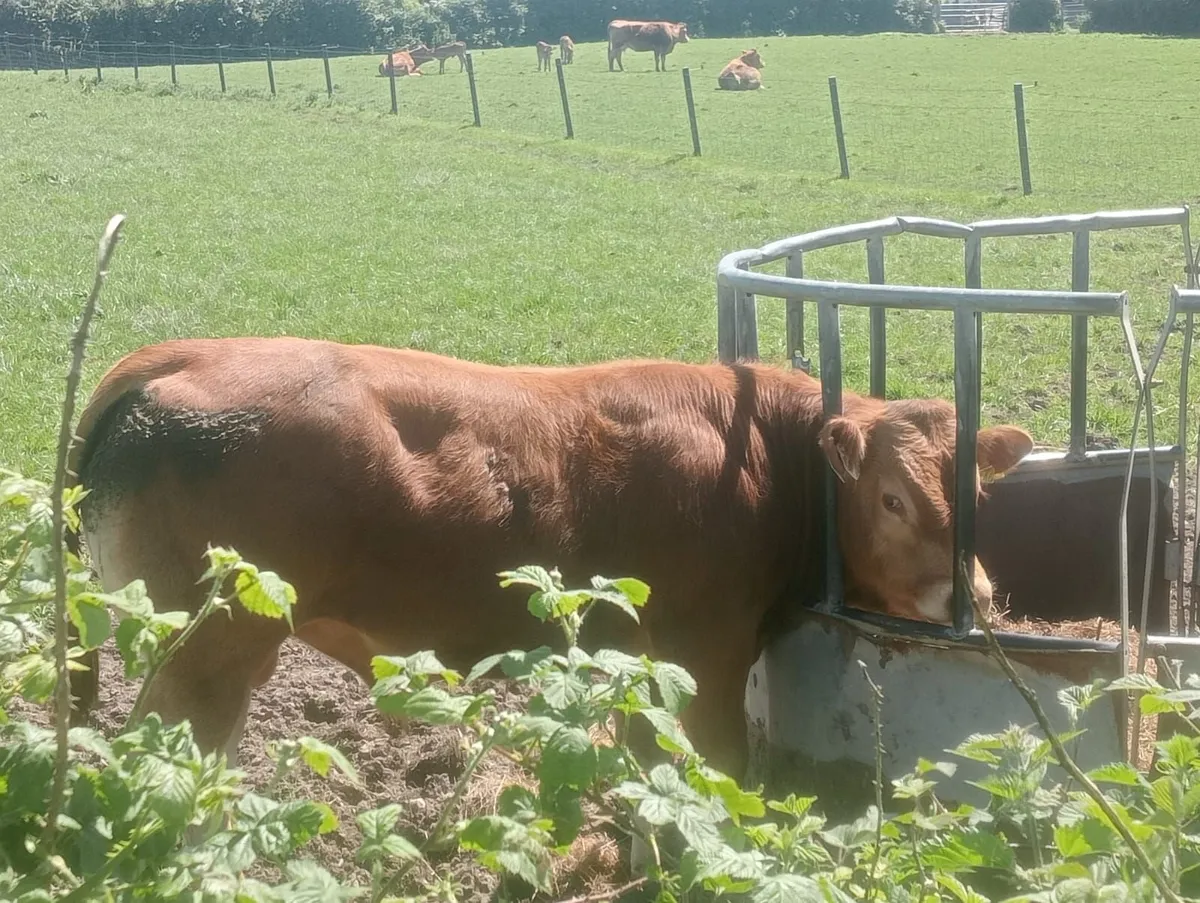 Limousin Bulls - Image 4