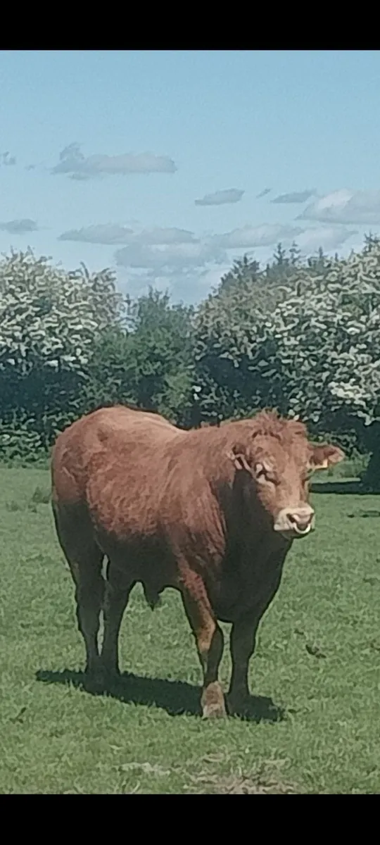 Limousin Bulls - Image 1