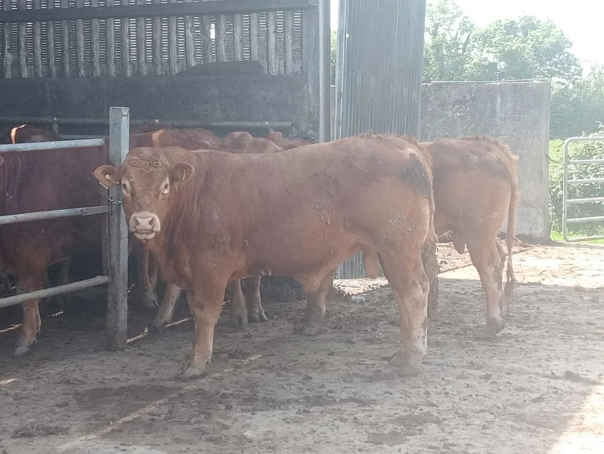 Limousin Bulls - Image 3