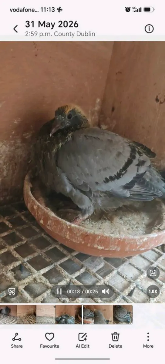 11 Young birds - Image 1