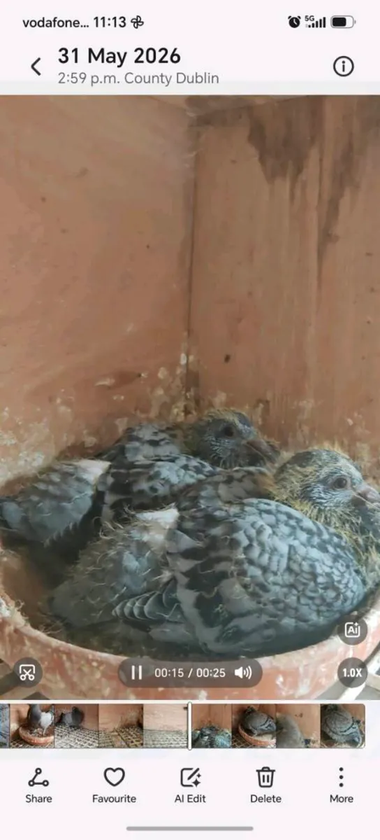 11 Young birds - Image 2