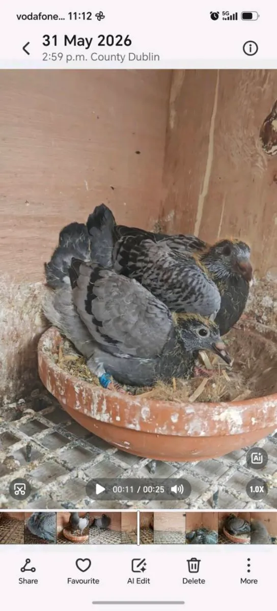 11 Young birds - Image 3